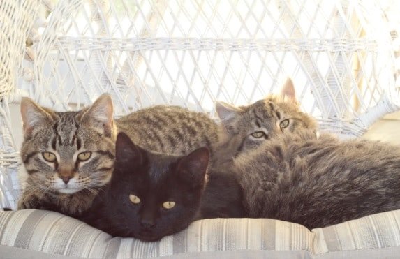 三只小猫坐在藤椅上。