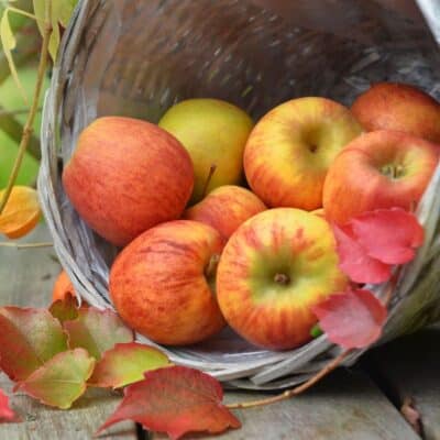 如何为苹果酥脆的苹果挑选最好的苹果，并用一篮子新鲜的苹果粉碎。